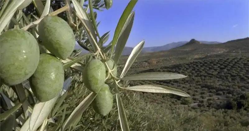 El Convento Vivienda Rural Jaen Andalucia Espana Carchelejo エクステリア 写真