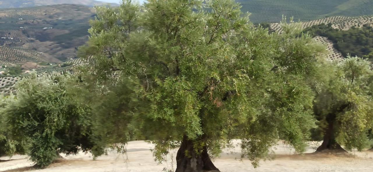 El Convento Vivienda Rural Jaen Andalucia Espana Carchelejo エクステリア 写真